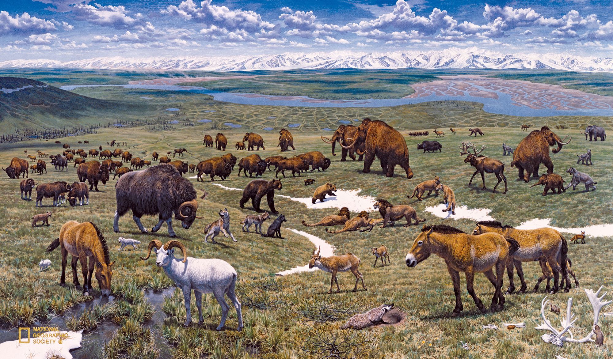 Animals gathered together on a steppe.